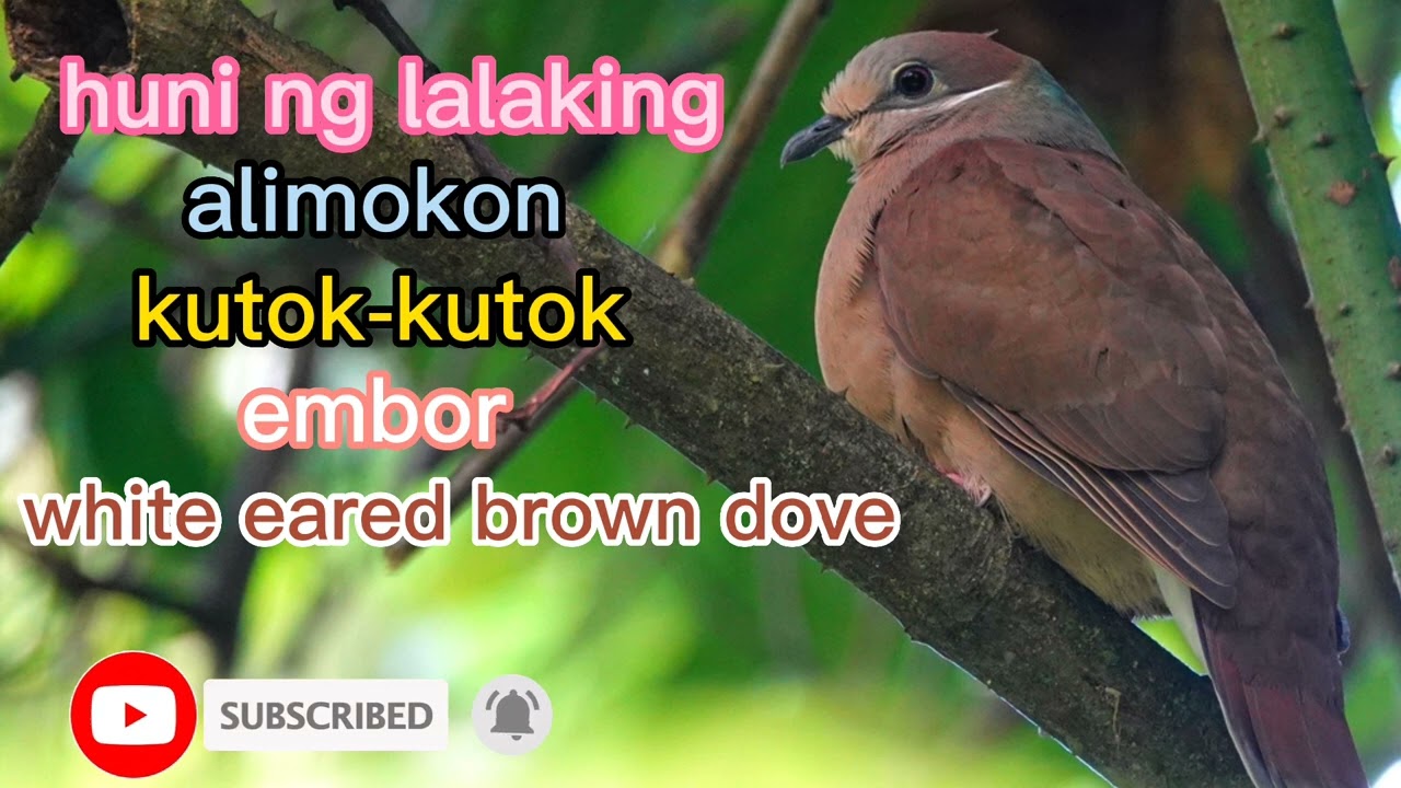 huni ng lalaking alimokon (white eared brown dove)