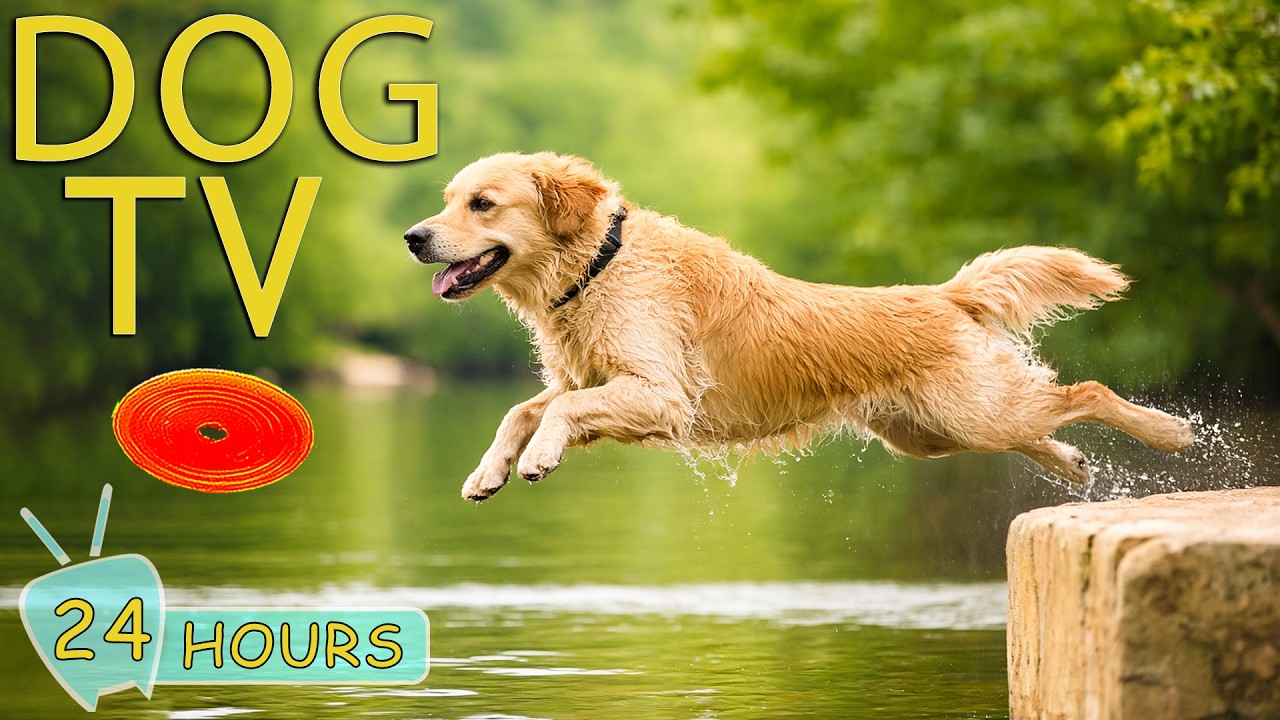 DOG TV: Video Calm Dog Home Alone with Anti-Anxiety & Relax Music for Dogs - No-Stress Music for Dog
