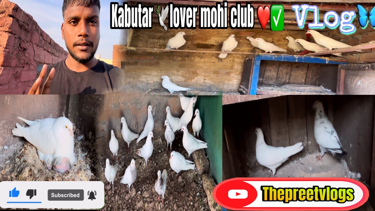 Mohi pigeon club kabutar baj 🕊️ dekho apne kabutar di vlog 🕊️✅ #thepreetvlogs 