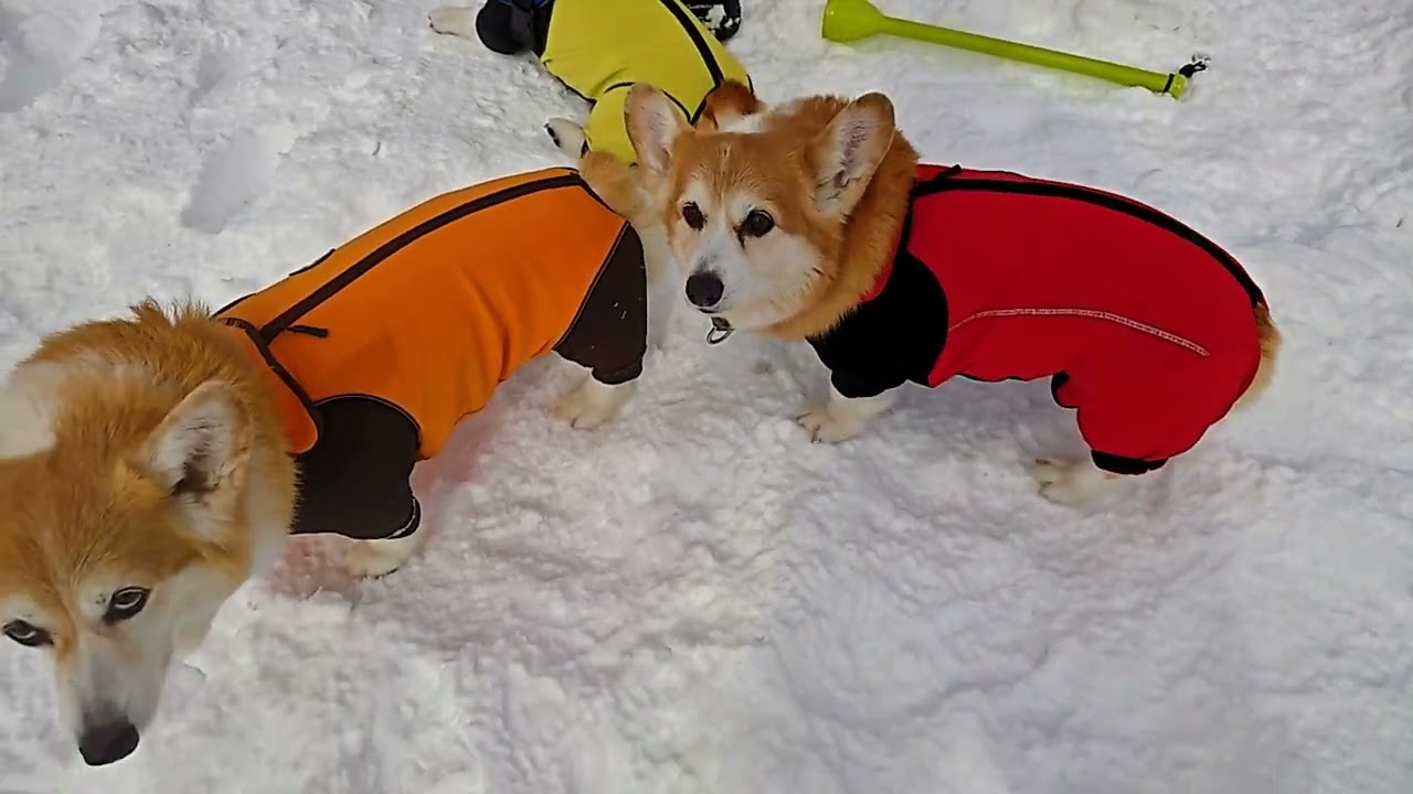 やまちゃんの雪玉