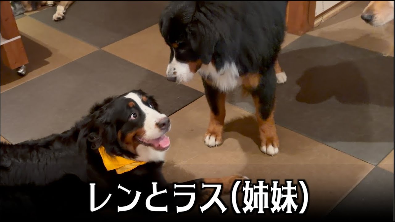 レンの姉妹ラスちゃんお久しぶり！