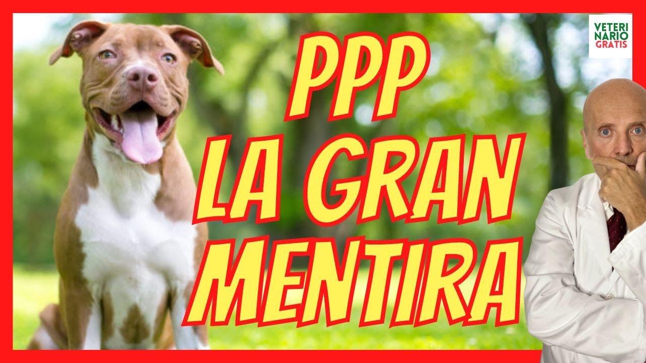🆘 MENTIRAS SOBRE LAS RAZAS DE PERROS PPP 🆘  LA AGRESIVIDAD DE UN PERRO NO DEPENDE DE SU RAZA