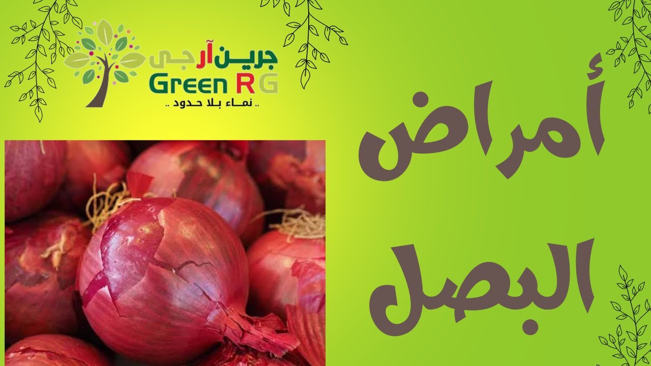 اهم الامراض الفطرية التى تصيب البصل (اللطعة الارجوانية / البياض الزغبى) وطريقة المكافحة و العلاج