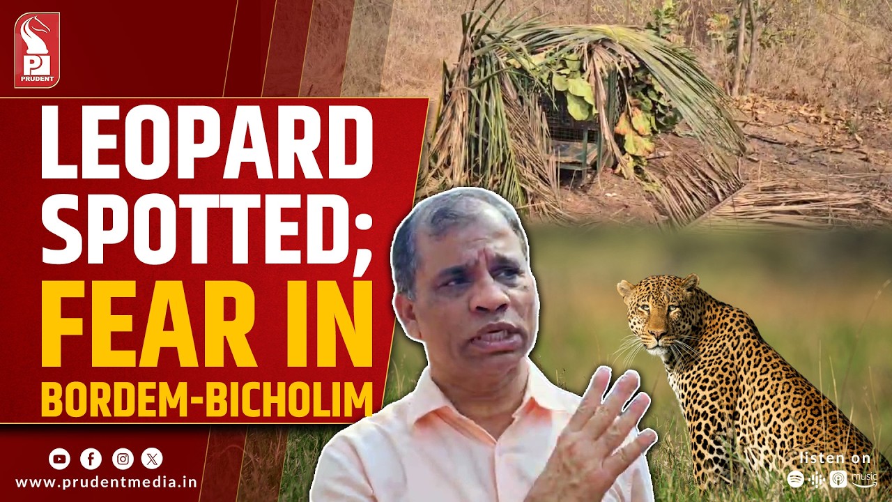 Fear Grips Bicholim as Leopard Sightings Increase