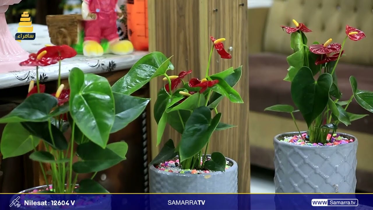 كل ماتود معرفته عن نبات الانثوريوم مع المهندس عمر في فقرة نباتات