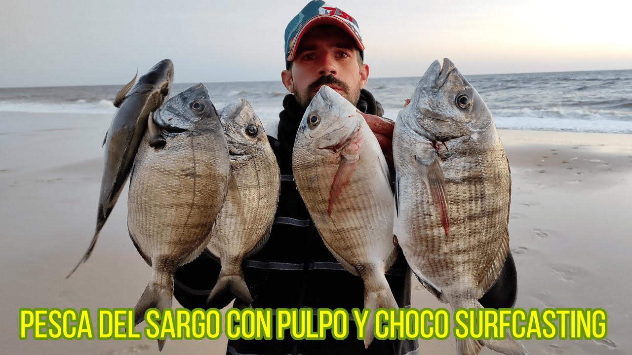 Pesca del sargo con pulpo y choco a surfcasting