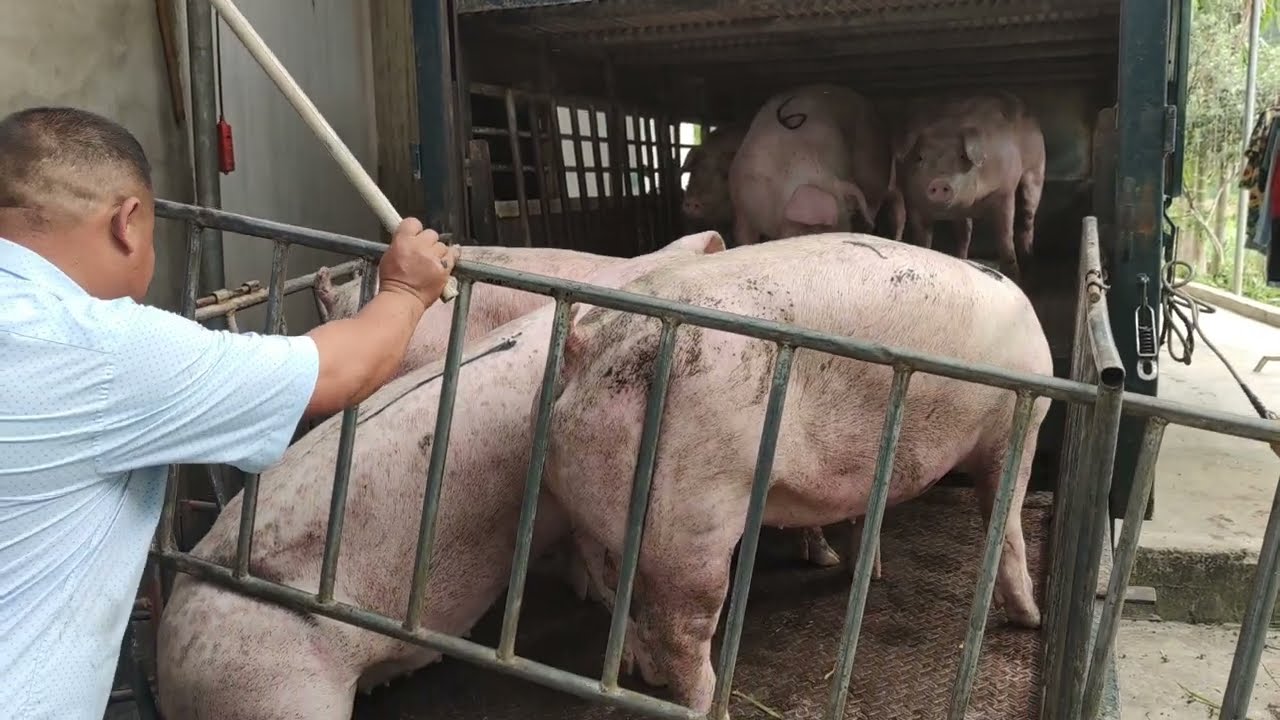 Bắt lợn bán cho thương lái, lợn thịt hôm nay giá 50k