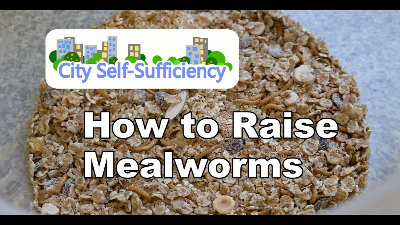 UPDATED - How to Raise Mealworms at Home - Video 1.