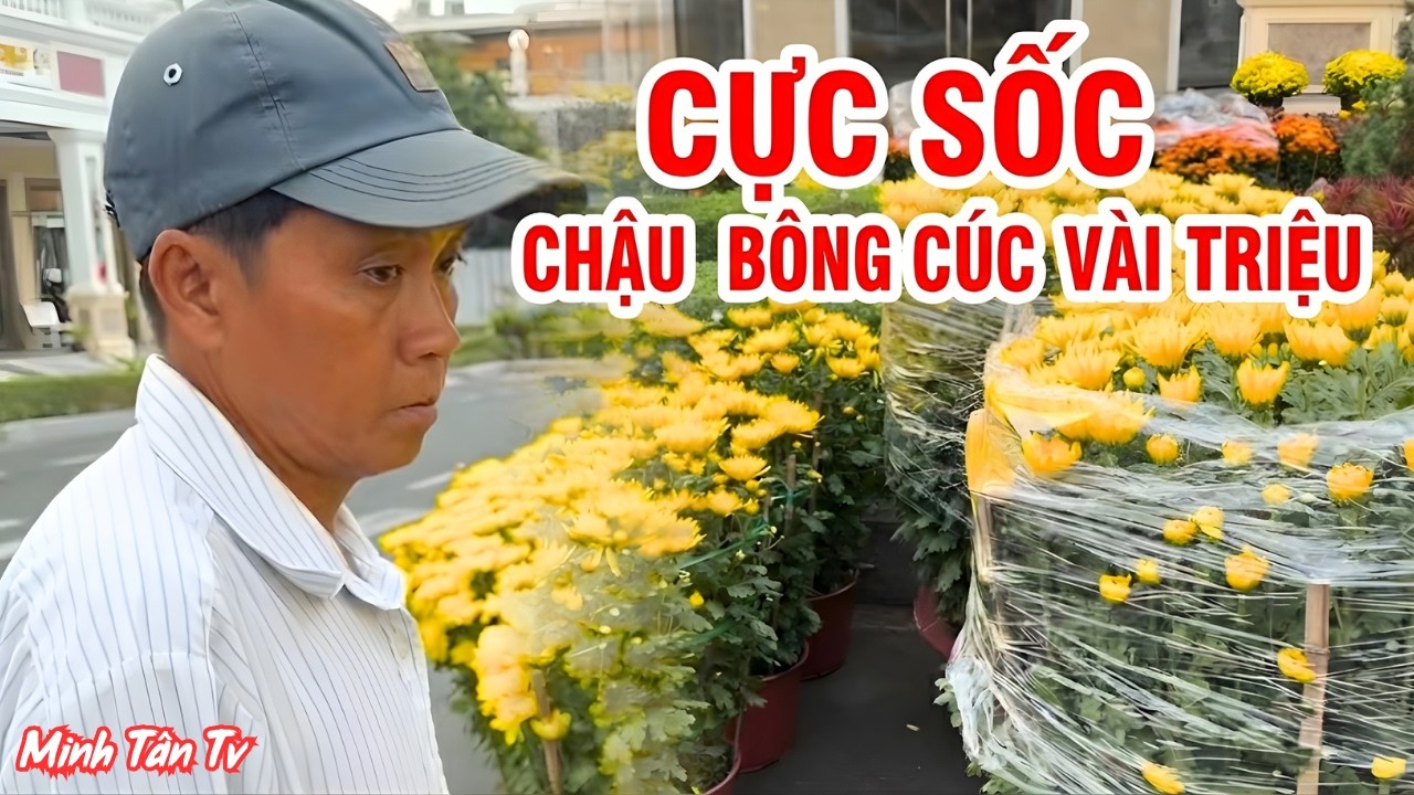 Cực Sốc Với Chậu Bông Cúc Đẹp Lung Linh Có Giá Vài Triệu Đồng - Minh Tân TV