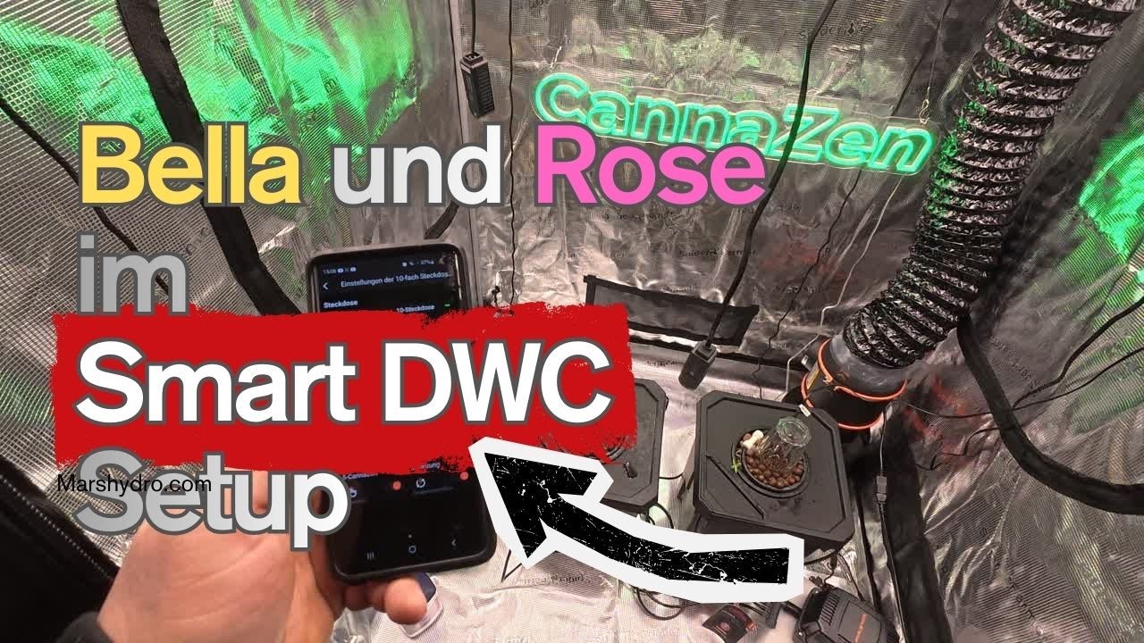 Bella & Rose sind da! 🌱 Smart DWC Grow Start unter der Spider Farmer G5000!