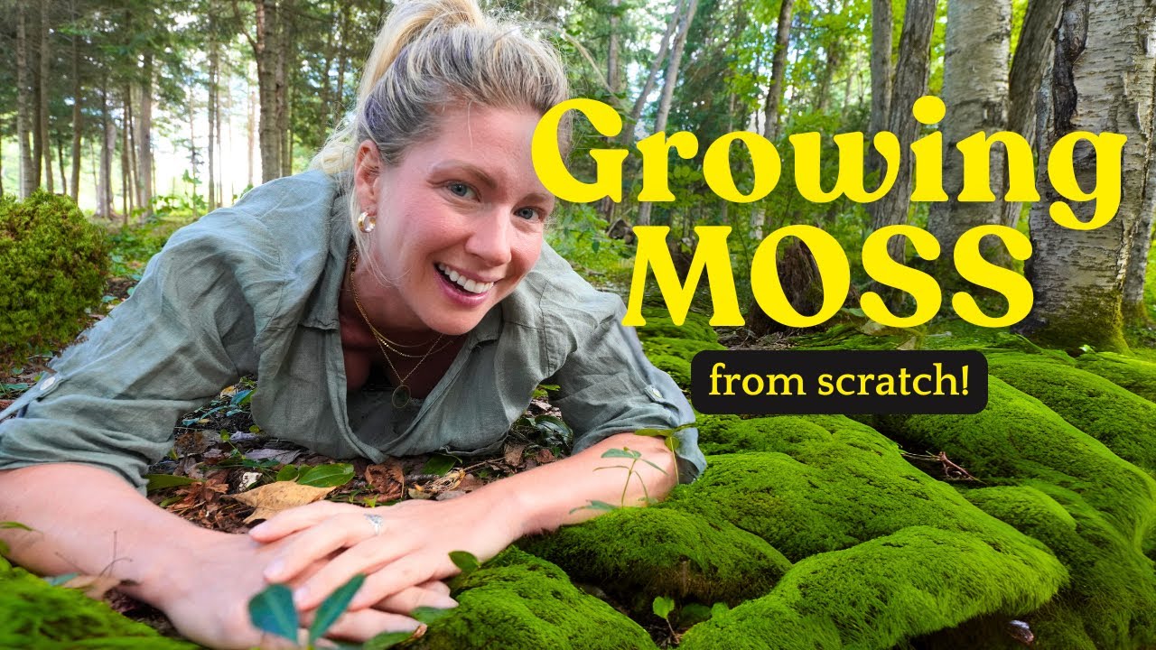 How to Grow Moss from Seed | Step-by-Step Guide 🌱
