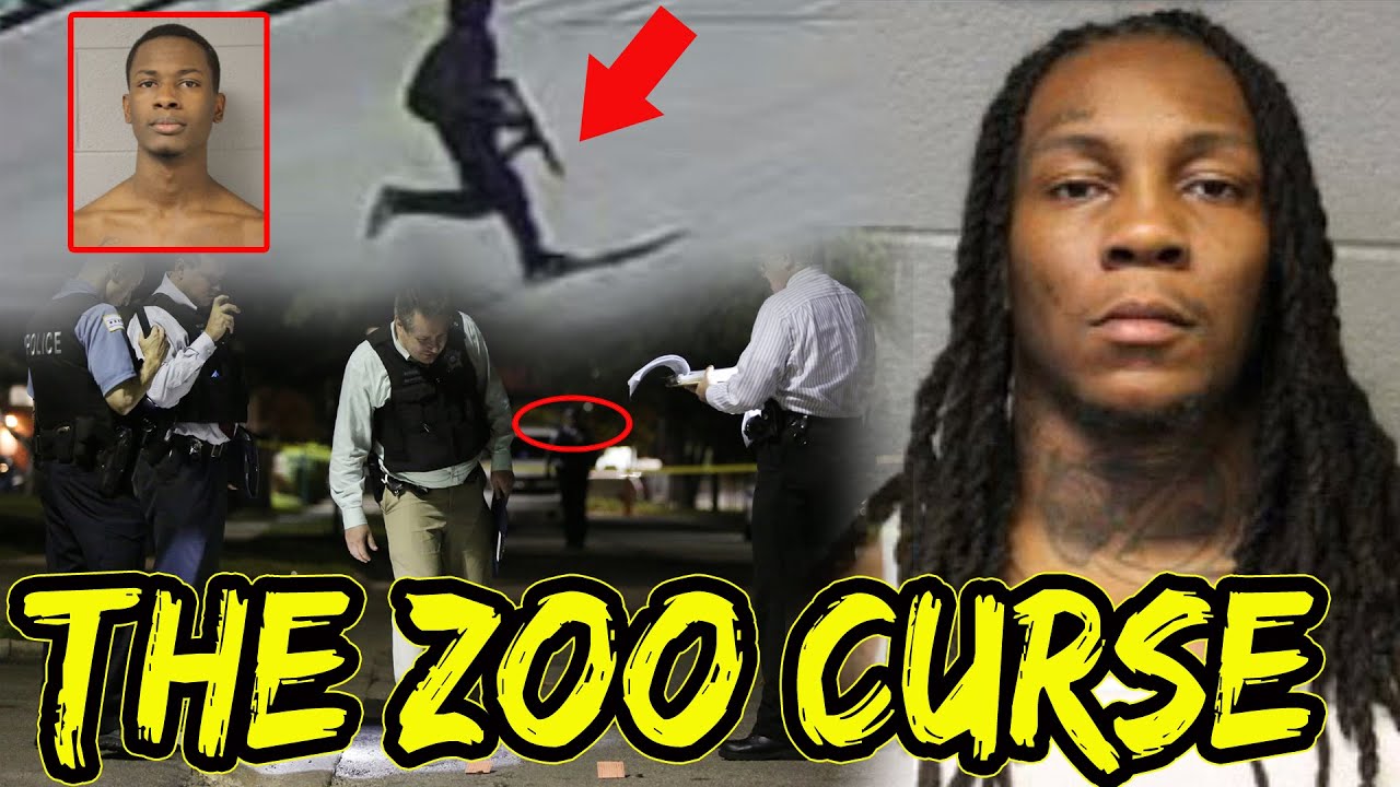 Chicago Spinner, THF BayZoo: все противники отброшены после проклятия зоопарка