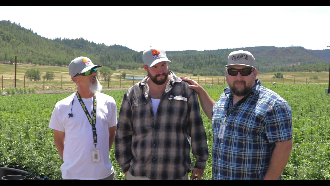 Autoflower Phenotype Megahunt!!!