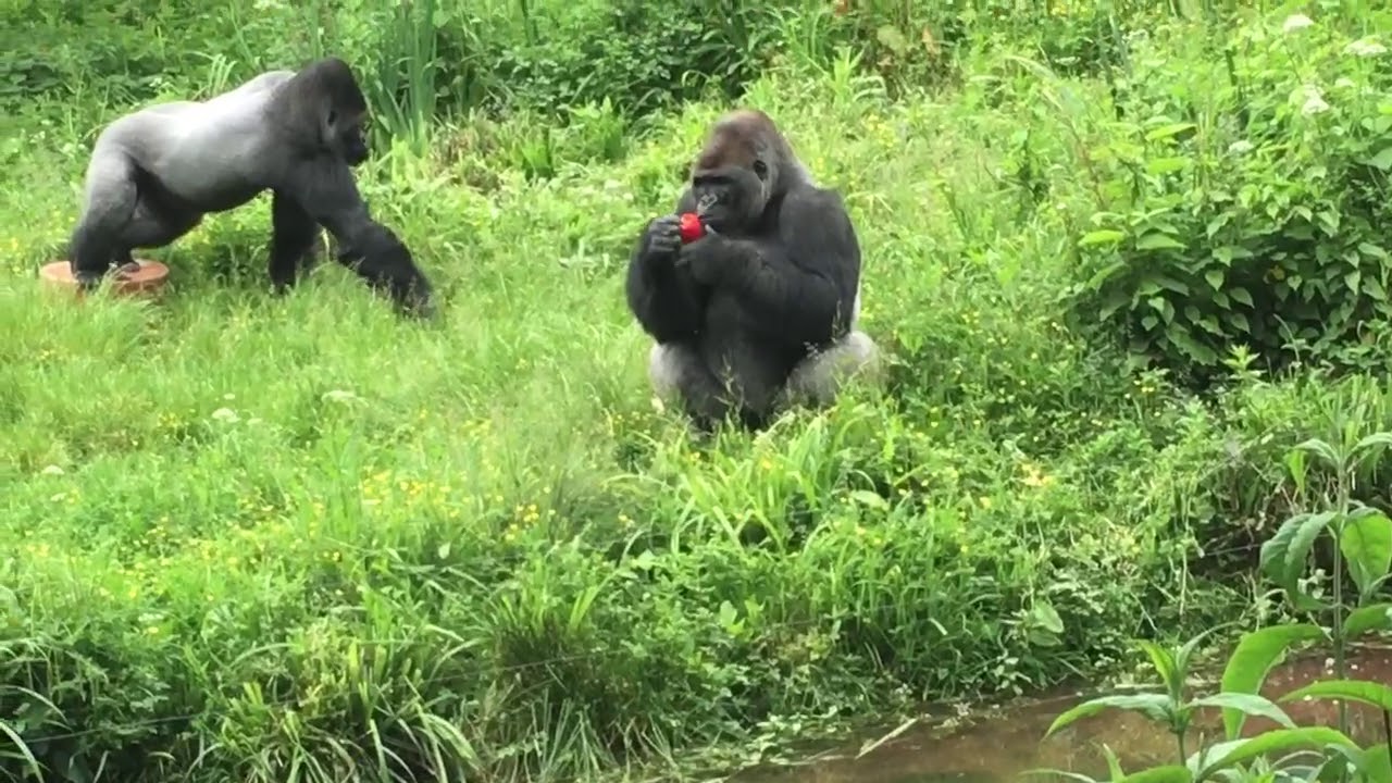GorillaJTV Paignton Zoo