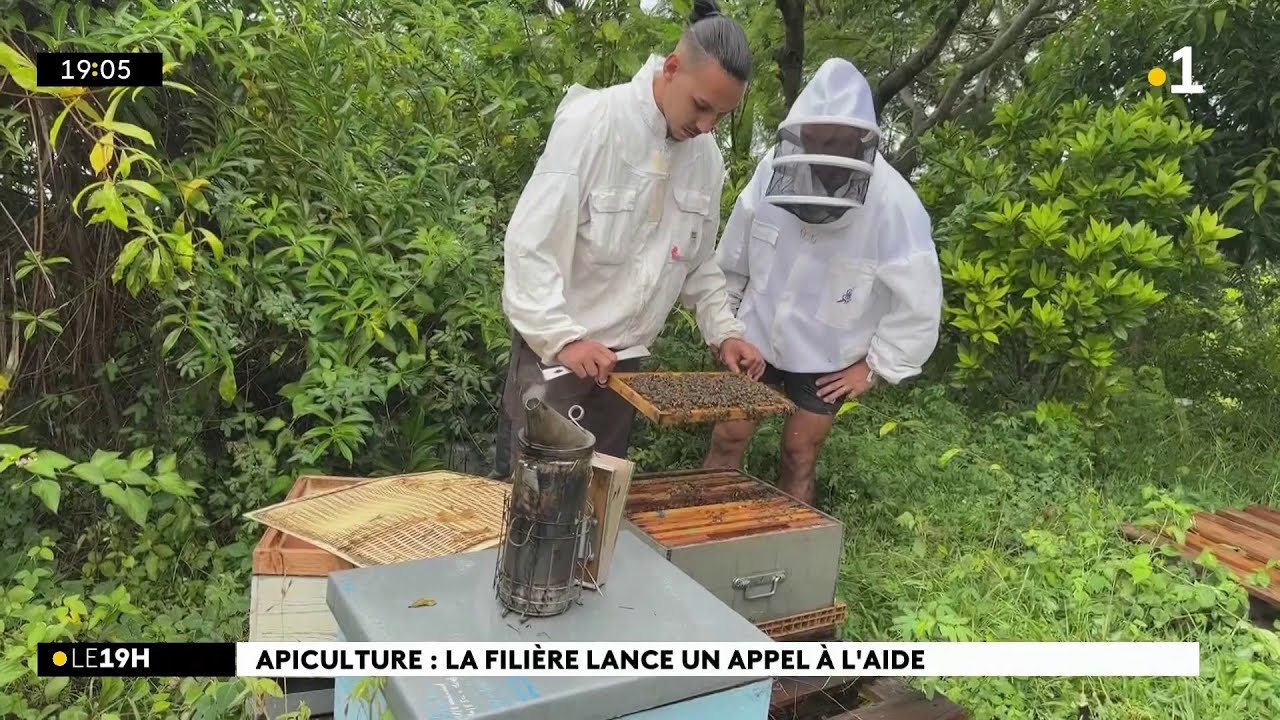 L’exportation du miel péi plombée par les taxes