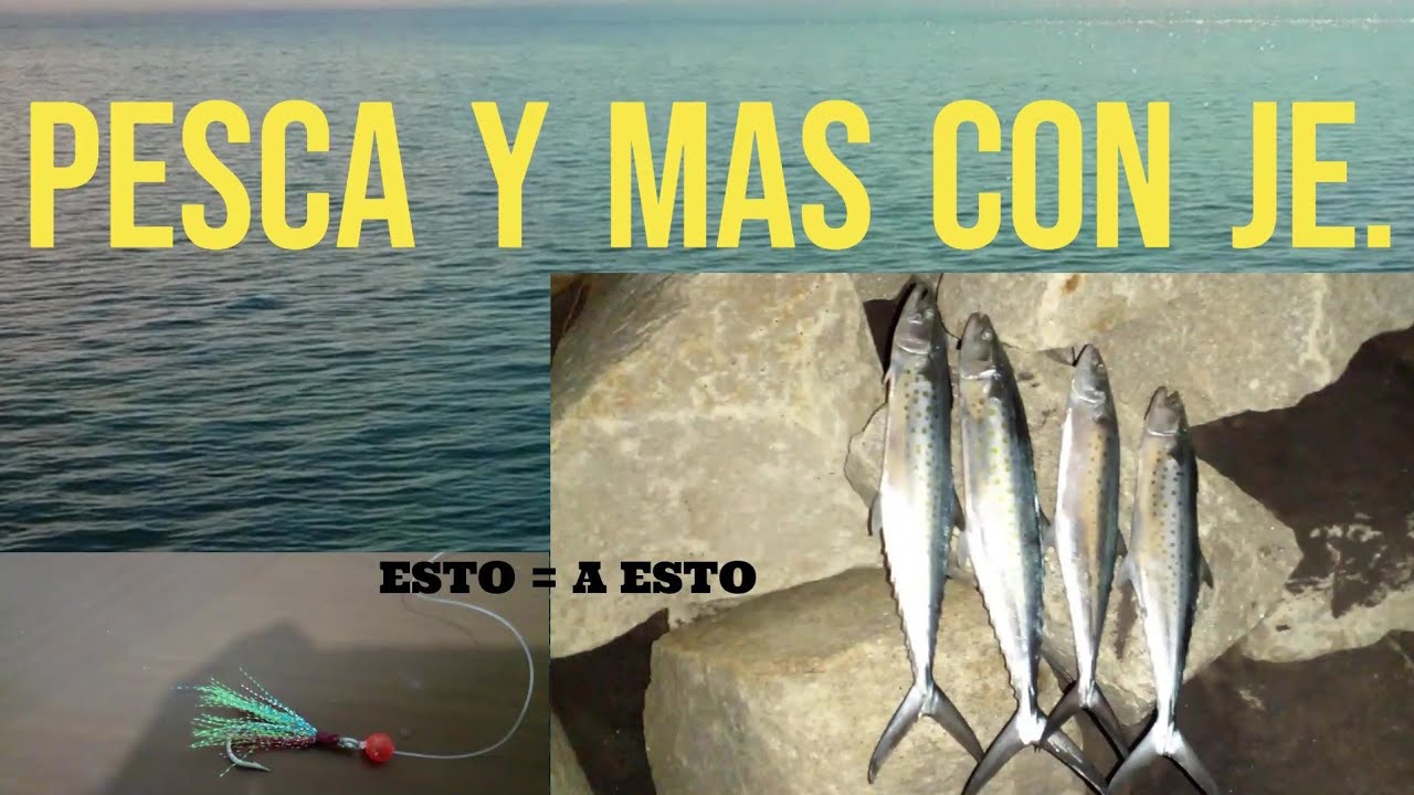 PESCA DE SIERRAS CON PLUMILLA Y FLOTADOR / EN LOS CABOS / B.C.S.