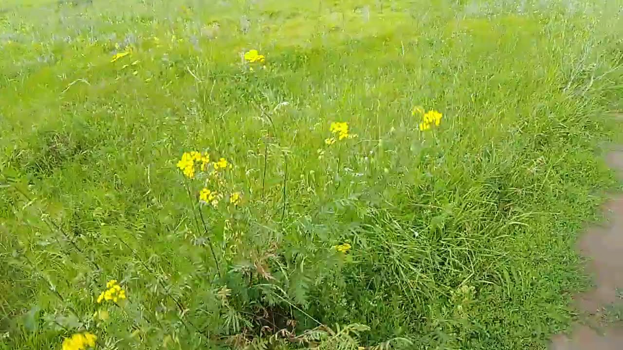 Луг