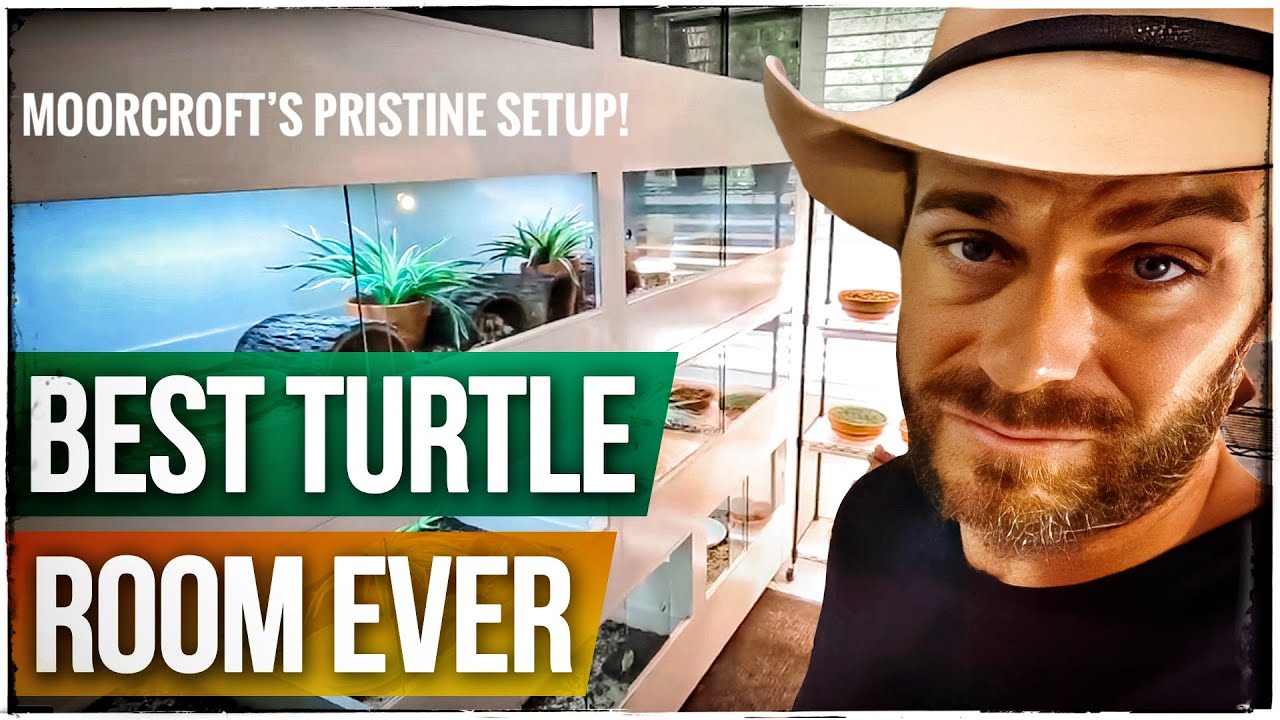 This is an INCREDIBLE Turtle Room!