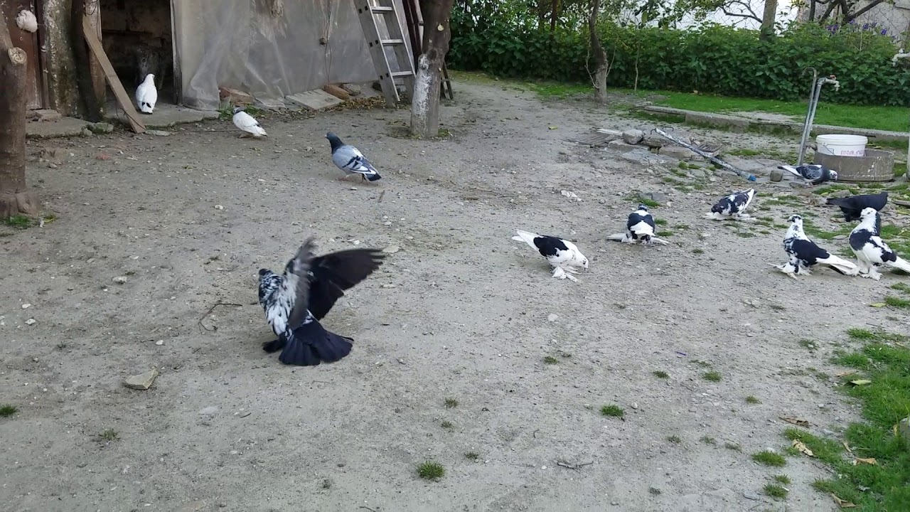 Pellumba Pigeon 7 Albania Fier