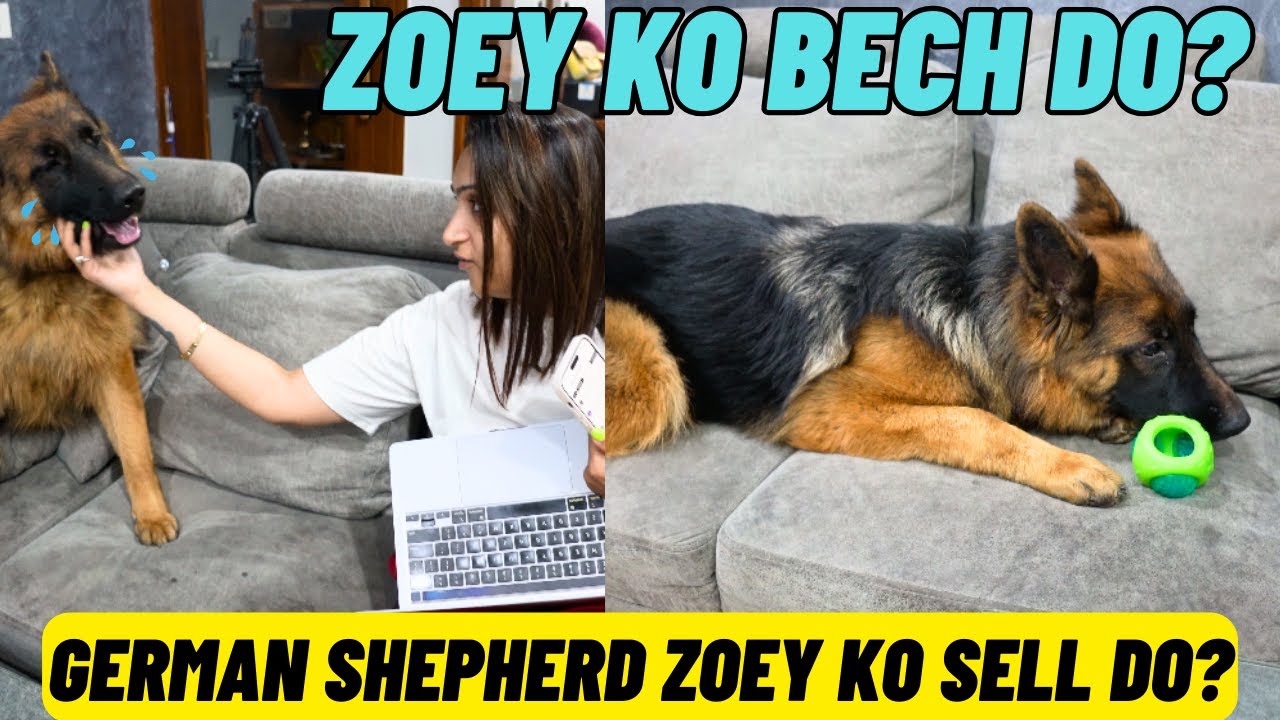 German Shoeherd Zoey Ko Bech Do? Zoey Ko Sell Karne Baat Kahan Se Aai?Kya Zoey Humare Sath Nahi Hogi