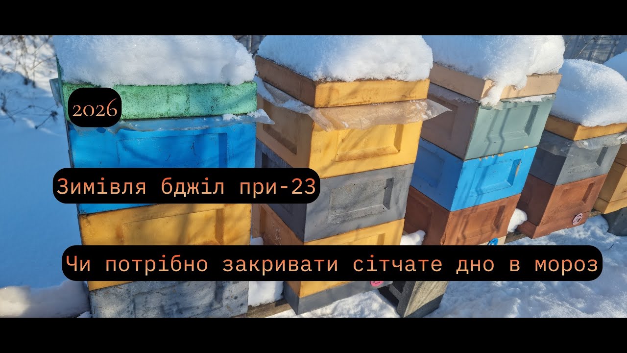 Зимівля бджіл при -23/Чи потрібно закривати сітчасте дно в мороз?