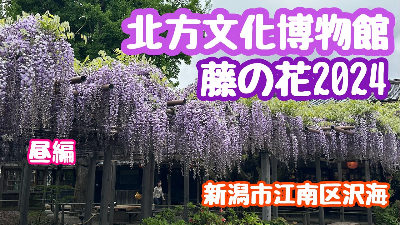 2024年5月1日 北方文化博物館の藤の花 今年も綺麗に咲いてます 豪農の館 新潟市江南区沢海