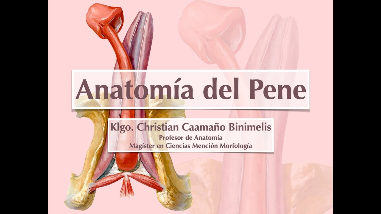 Anatomía del Pene