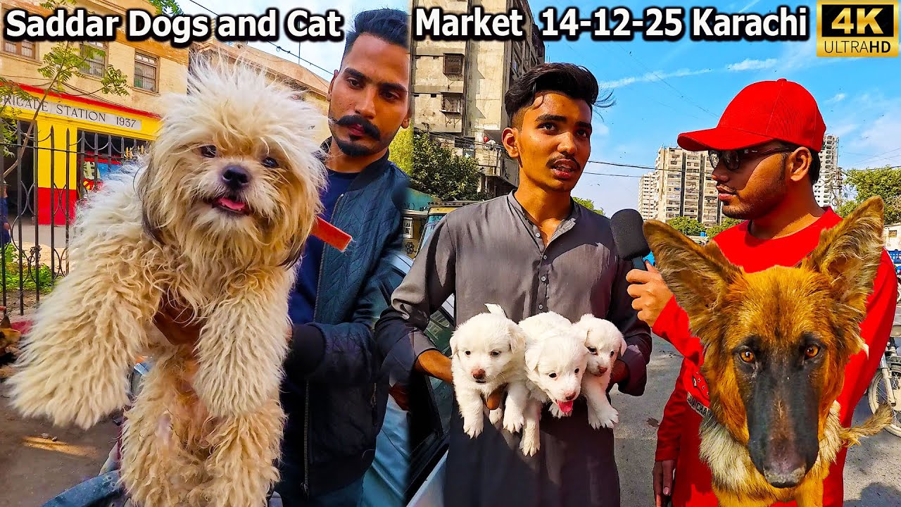 Exotic Dogs and Cat Market 14-12-25 Saddar Karachi Unique and Rare Dogs and Cats Breeds and Puppies