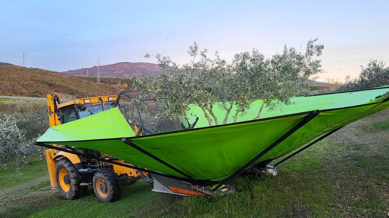 Colheita da azeitona 2022; #Trás os Montes #Portugal #Farvoli # jcb #masseyferguson #stihl 👍🏻🚜🌿🇵🇹