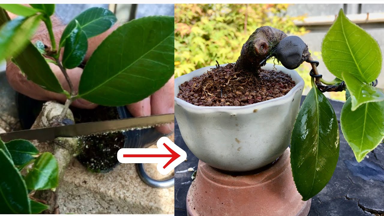 Мастерство Shohin bonsai, которое повышает вероятность успеха прививки ветвей камелий,