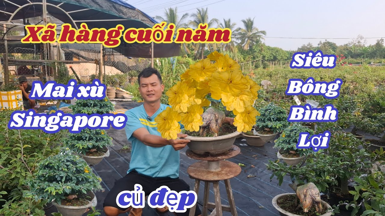 20/01/2026💥Mai vàng chơi tết 2026-siêu bông bình lợi, ☎️0703 460 279 Toàn 