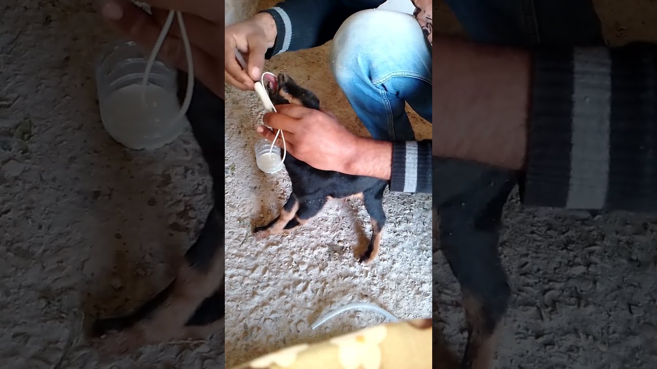 العنايه بصغار الماعز حديثي الولاده