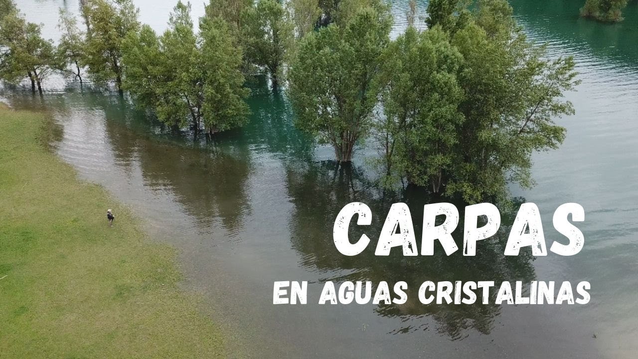 Pesca de carpas a pez visto en aguas cristalinas