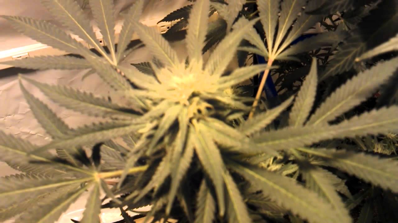 OMMP Grow Day 30 Flower