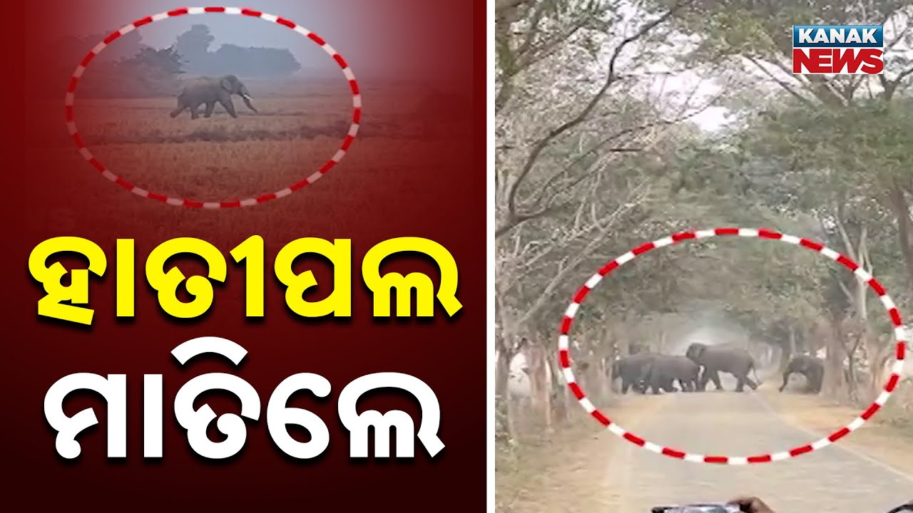 Elephant Attack In Belpahar Forest Range | Youth Trampled To Death In Odisha