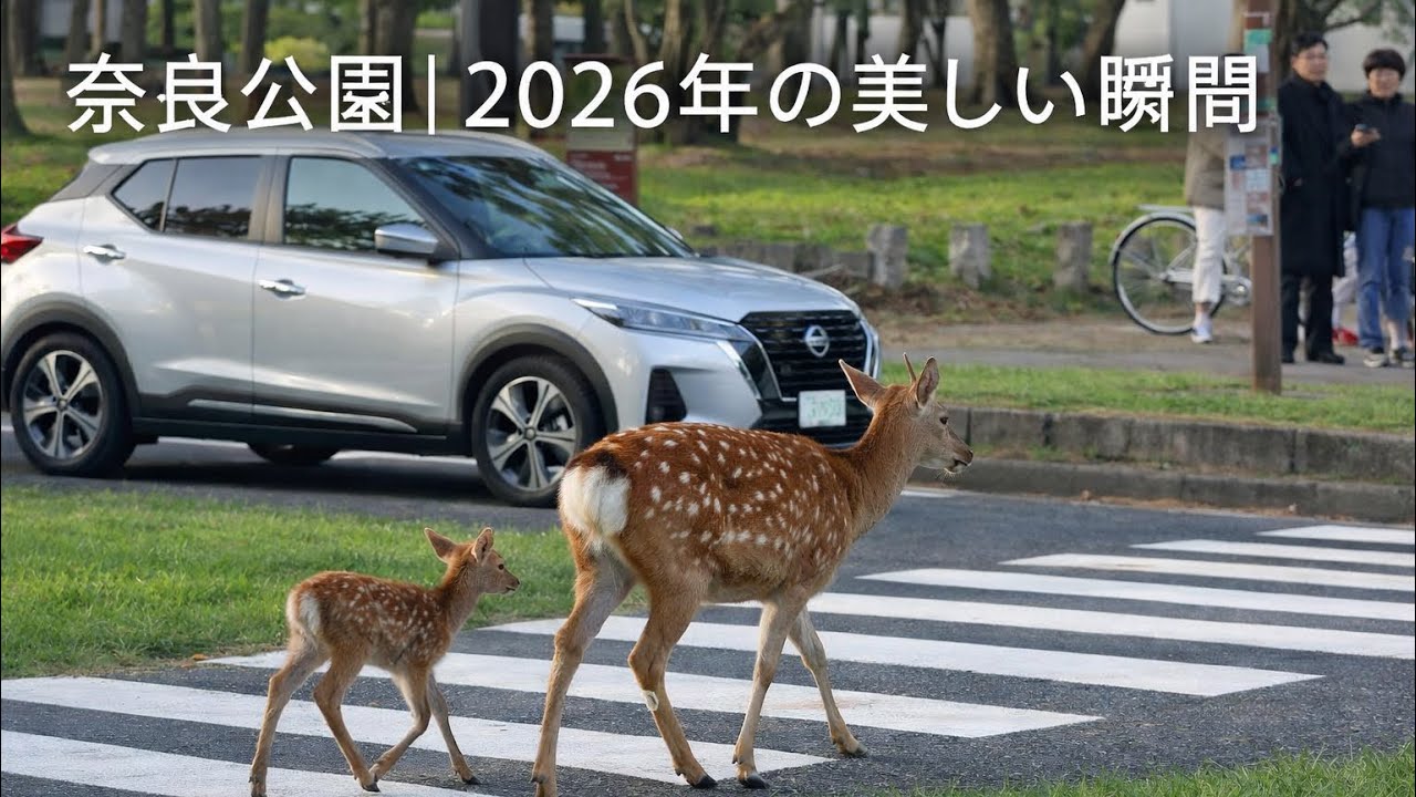 日本2026｜心が癒される鹿の可愛い瞬間Japan 2026 Beautiful & Cute Moments with Deer