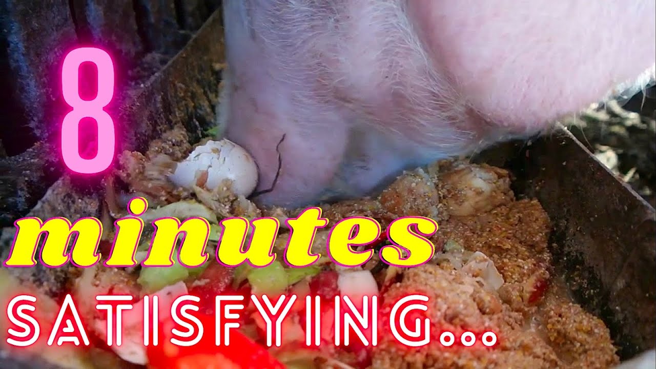 8 minutes long satisfying piglet eating / 8 минут сытного кормления поросенка / long time eat ASMR