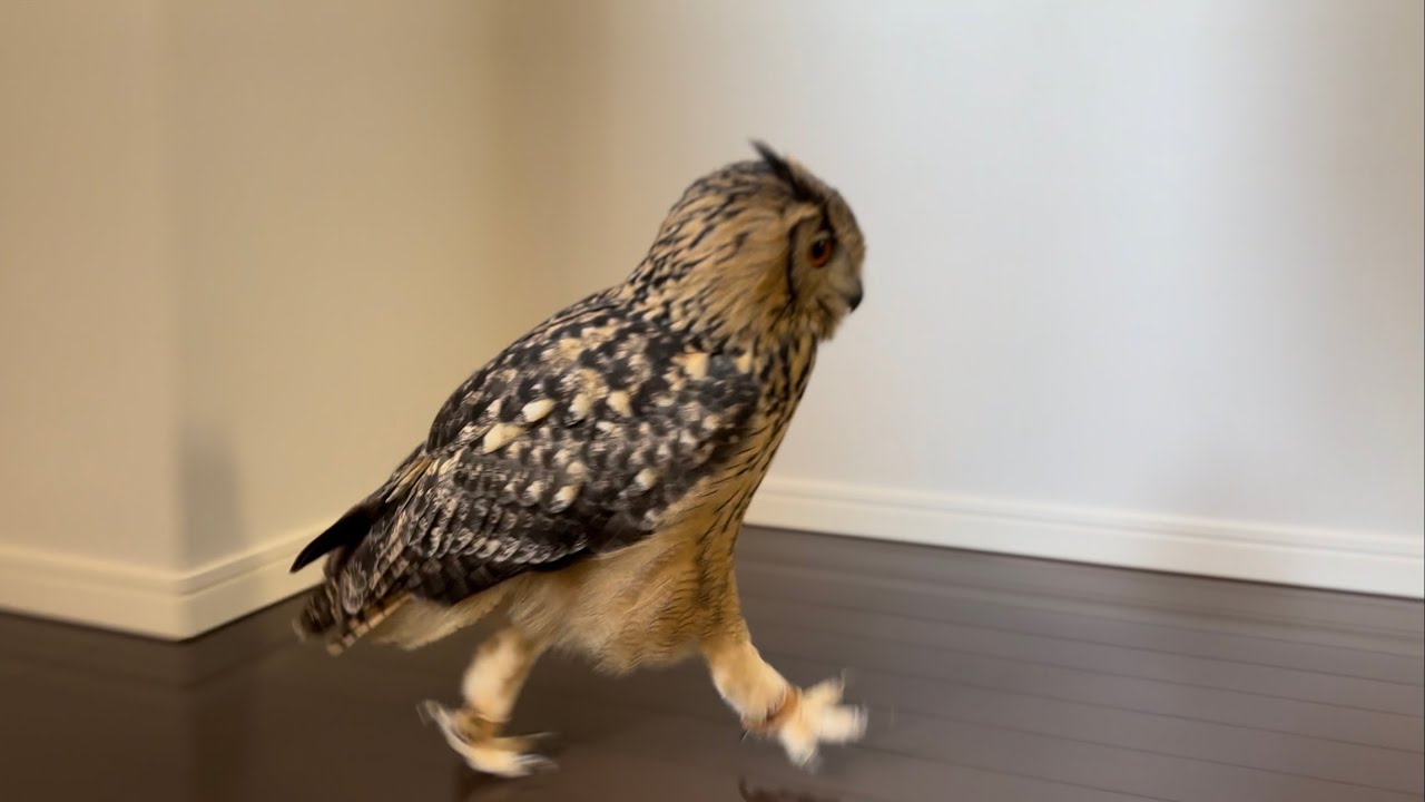 #891 フクロウさんと新しいお家へ Moving to a New Home with My Owl 【ベンガルワシミミズク】