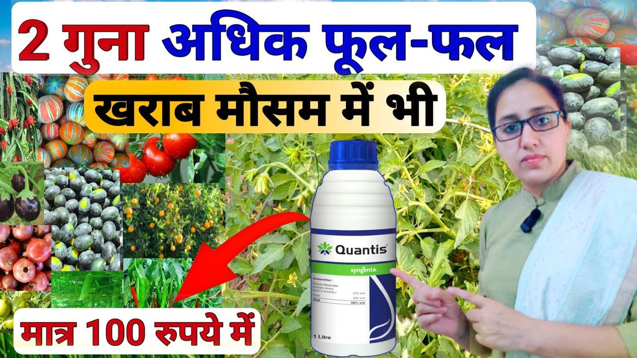 Syngenta Quantis | quantis syngenta uses in hindi | plant growth tonic | humic acid | Quantis | pgp