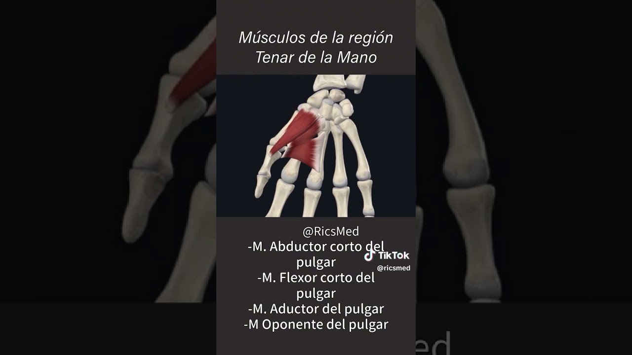 M. de la regi&oacute;n tenar de la mano #primersemestre #anatomia #anatomiafacil #medicina #doctor