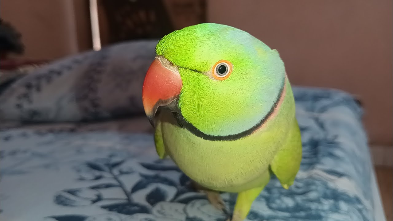 Mummy bolne wala tota || Talking Parrot || Mitthu Mitthu 🦜🦜