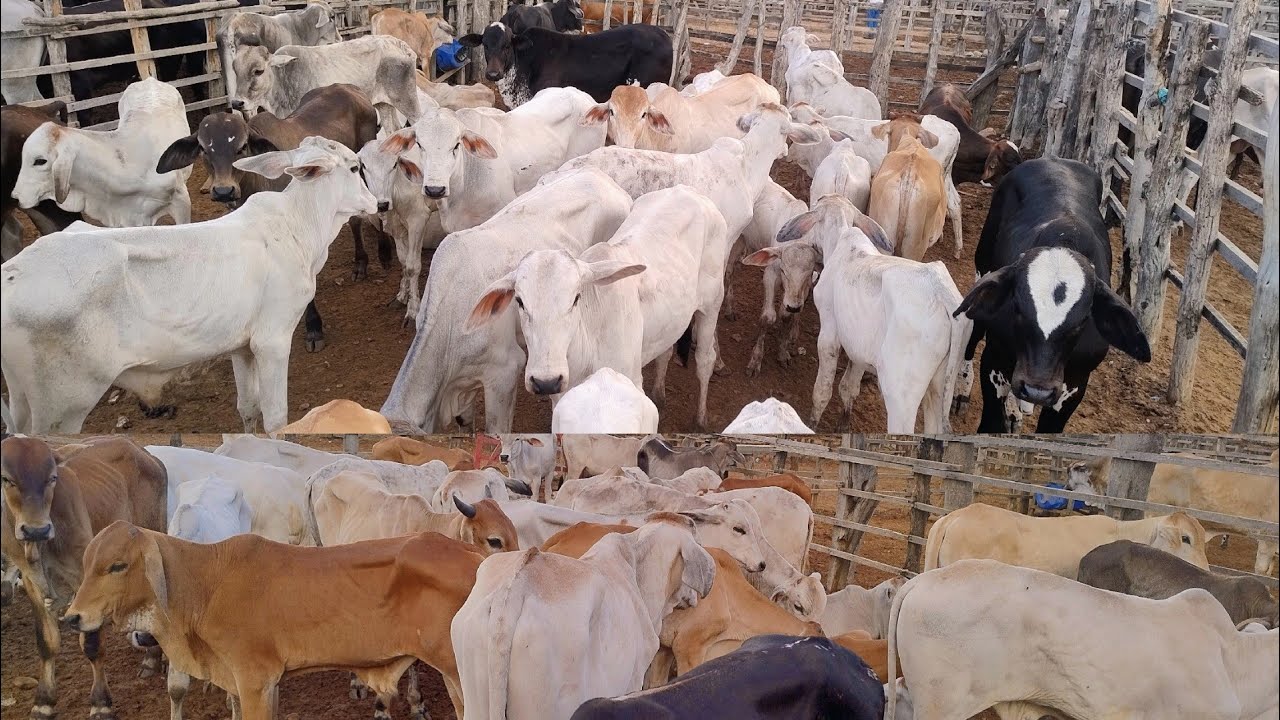 FEIRA DO GADO EM OURICURI-PE DIA, 04/02/2026. #nordeste 