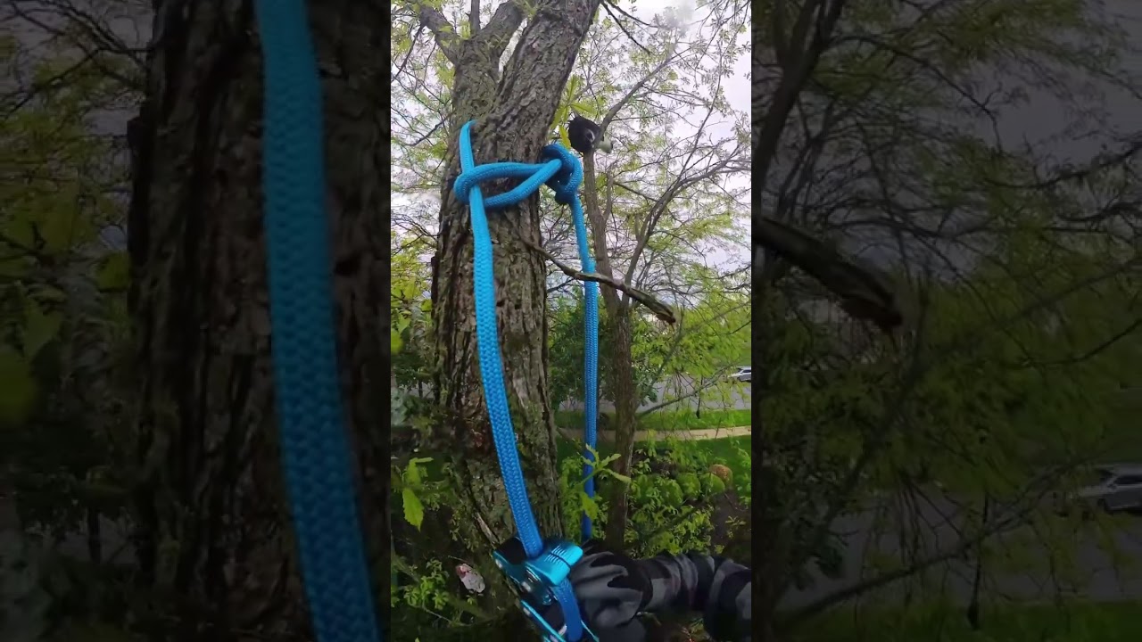 Cat in a tree rescue - Henry