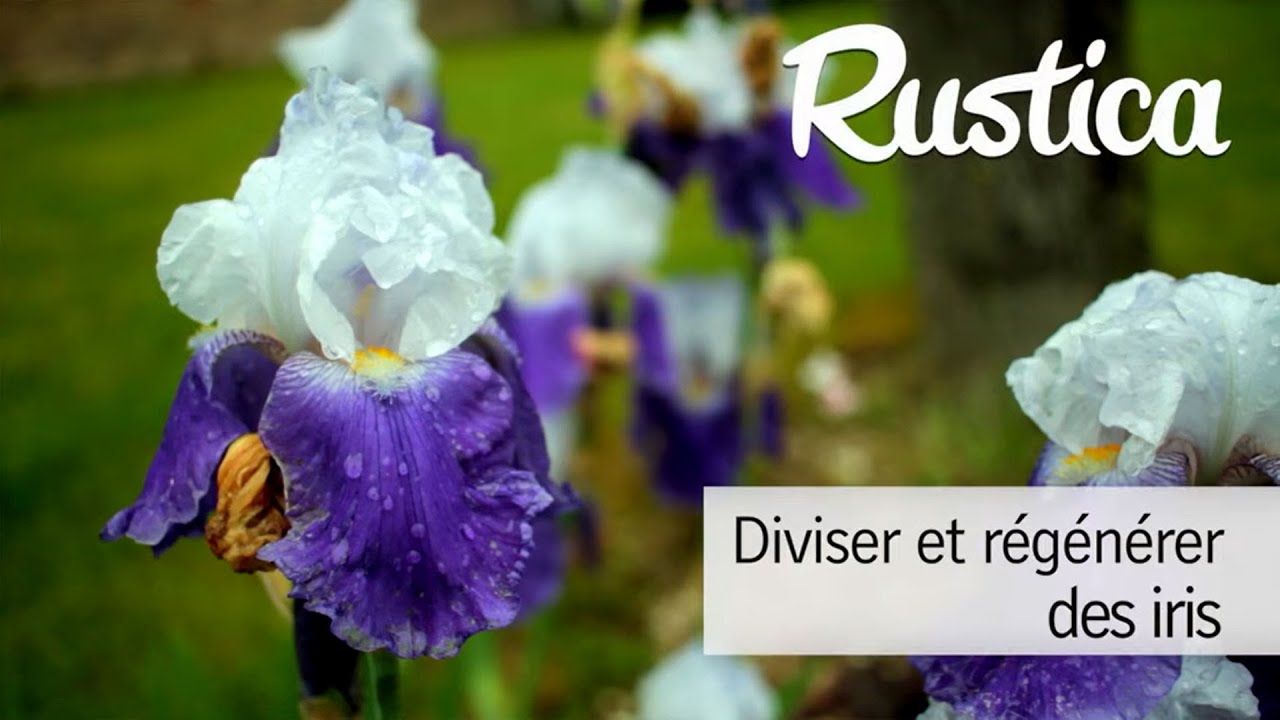 Diviser et régénérer les iris en début d'été