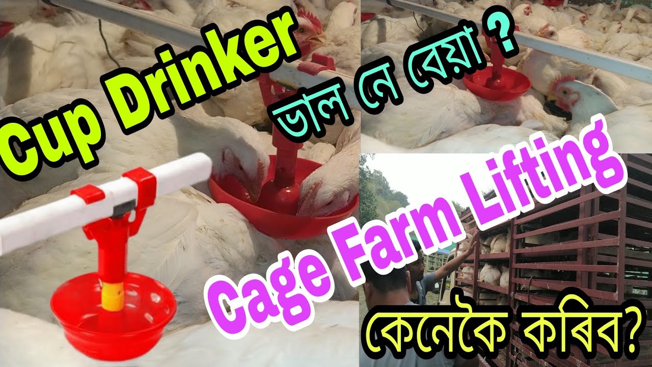 Cup Drinker ভাল নে বেয়া II Cage Broiler Farm Lifting কেনেকৈ কৰিব চাওক।