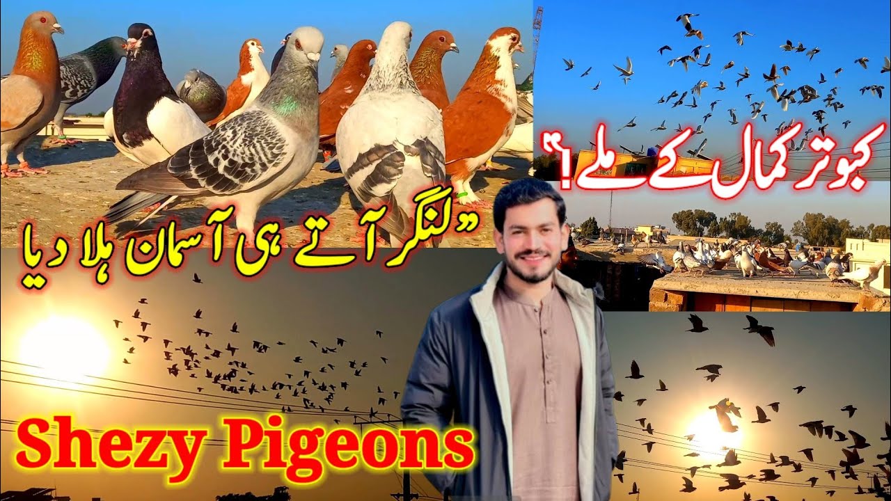 Shezy Pigeons Stunned Everyone… Feed Arrived & The Sky Shook