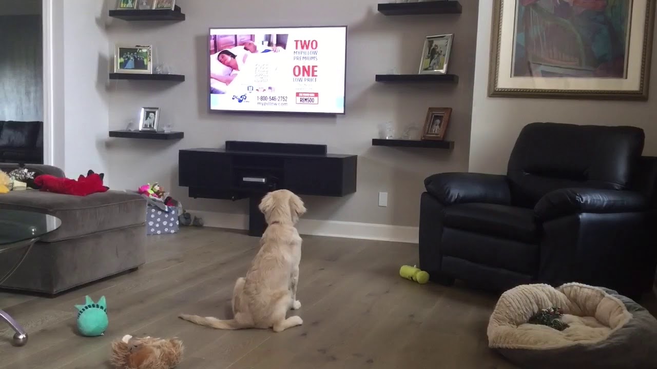 Here's my dog singing along with the My Pillow Commerical