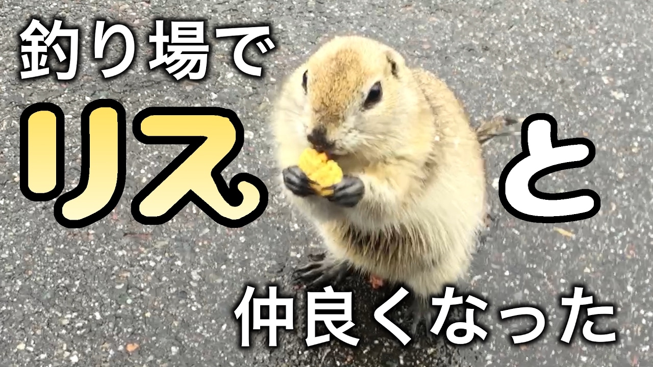 富山の釣り場で人懐っこいリスに遭遇！エサをあげたら仲良くなった！