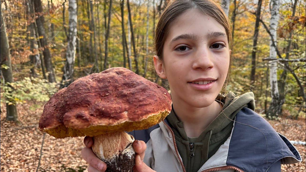 Džinovski borov vrganj - Giant bolete mushroom Boletus pinophilus 10. NOVEMBAR 2024!