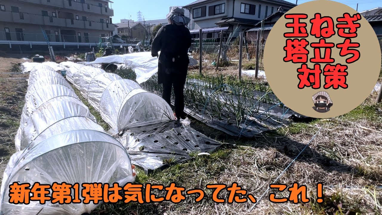 今年もよろしくお願いします！2026年第1弾は気になってたこれ！【タマネギ】【塔立ち対策】【家庭菜園】
